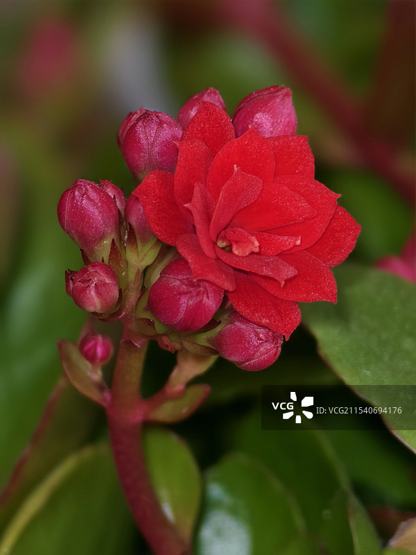 红色长寿花图片素材