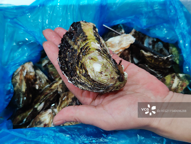 新鲜生蚝图片素材