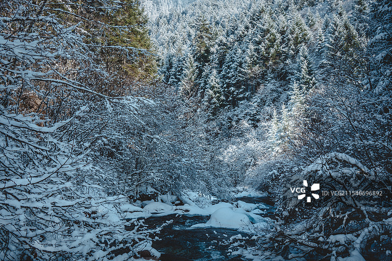 冬日森林图片素材