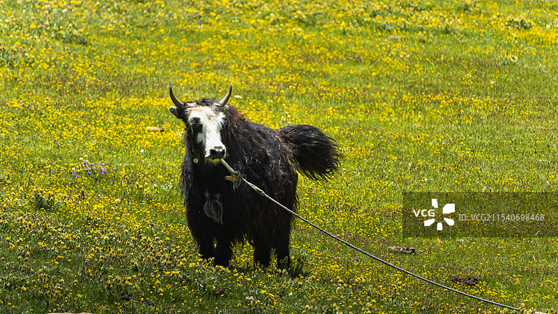 夏季花海中的牦牛图片素材