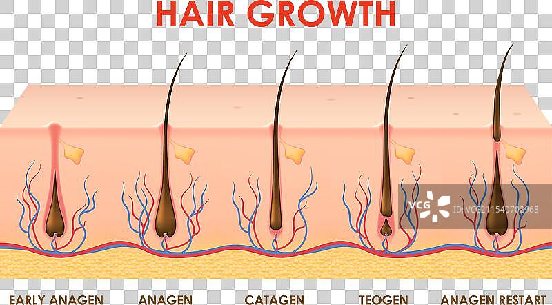 人类头皮的毛发生长周期和毛囊阶段图片素材