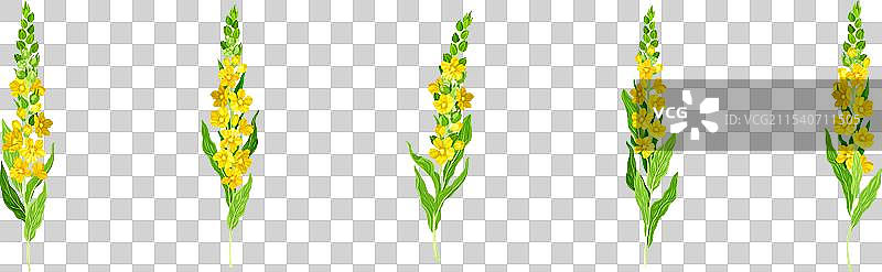 毛蕊花药用草本植物与开花的草地植物图片素材