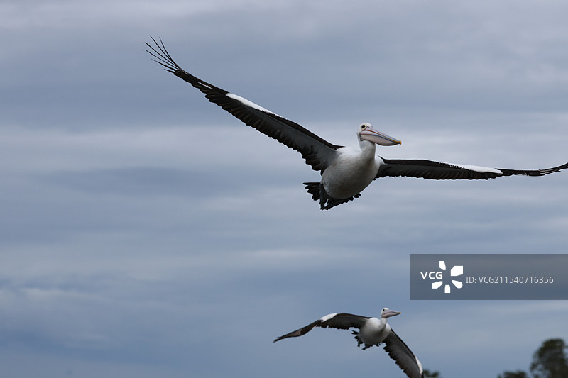 澳洲鹈鹕图片素材