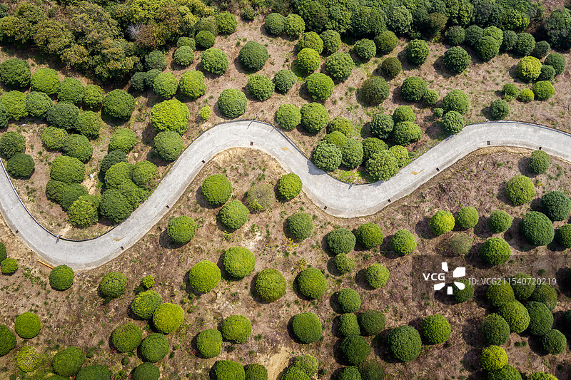 桂林之花桂花种植基地图片素材