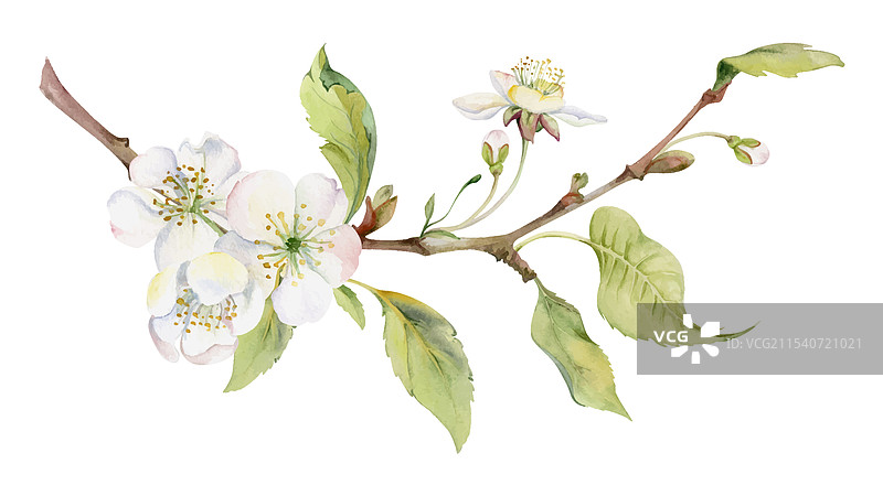 樱花白色花朵与绿色叶子图片素材