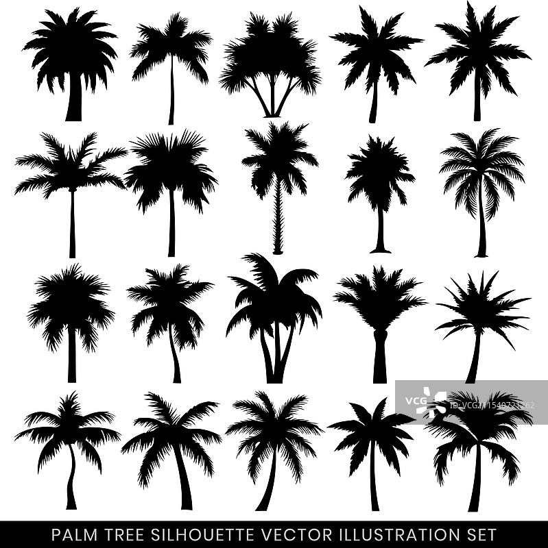 高度细致的热带棕榈树剪影图片素材