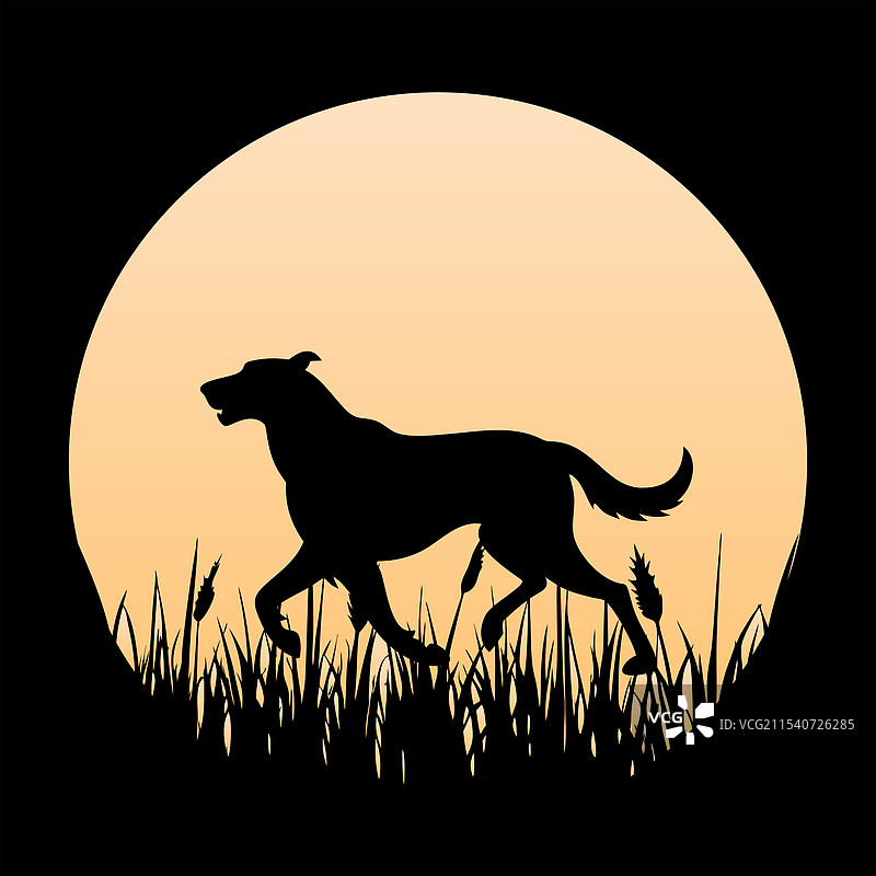 爱尔兰猎狼犬与复古日落图片素材