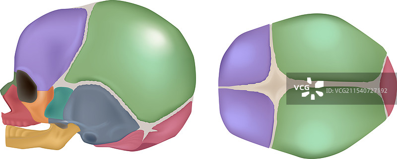 新生儿头骨的侧面和顶部解剖结构图片素材