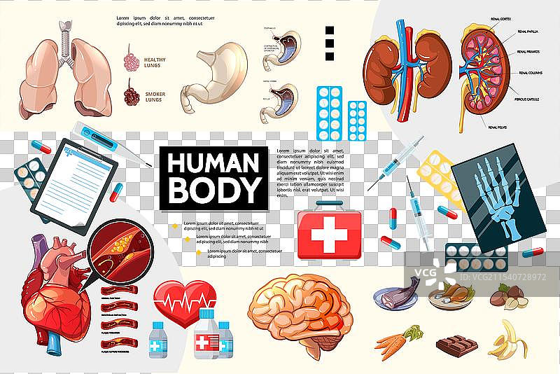 卡通人体解剖信息图图片素材