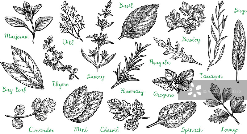大套香草图片素材