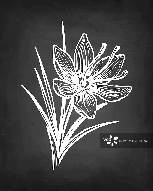 藏红花花卉粉笔素描图片素材