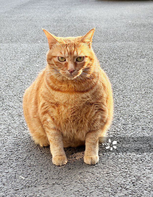 冬日·流浪猫图片素材