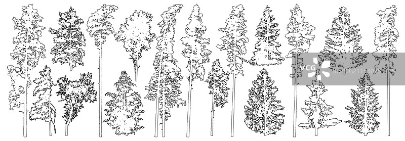 针叶树和阔叶树的组合图片素材
