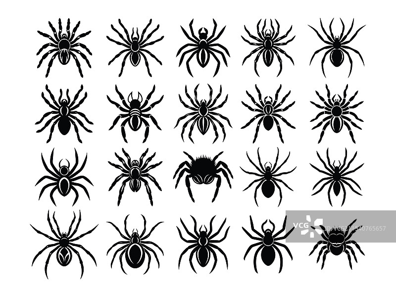 一大捆多种类的蜘蛛图片素材