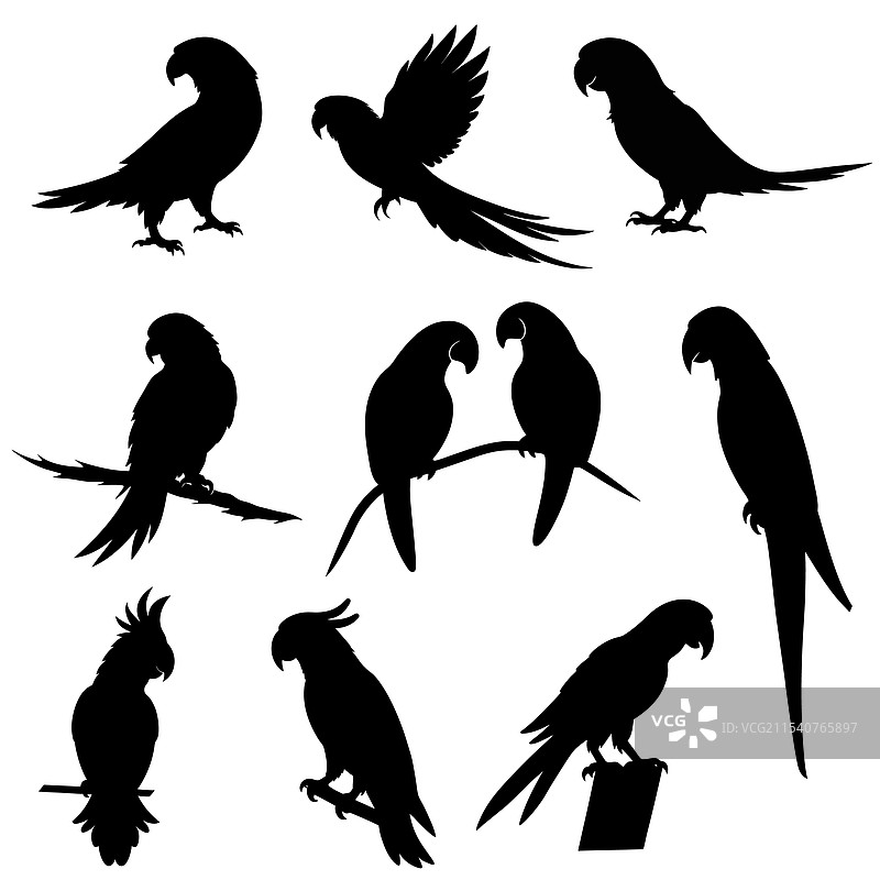 一组鹦鹉剪影图片素材