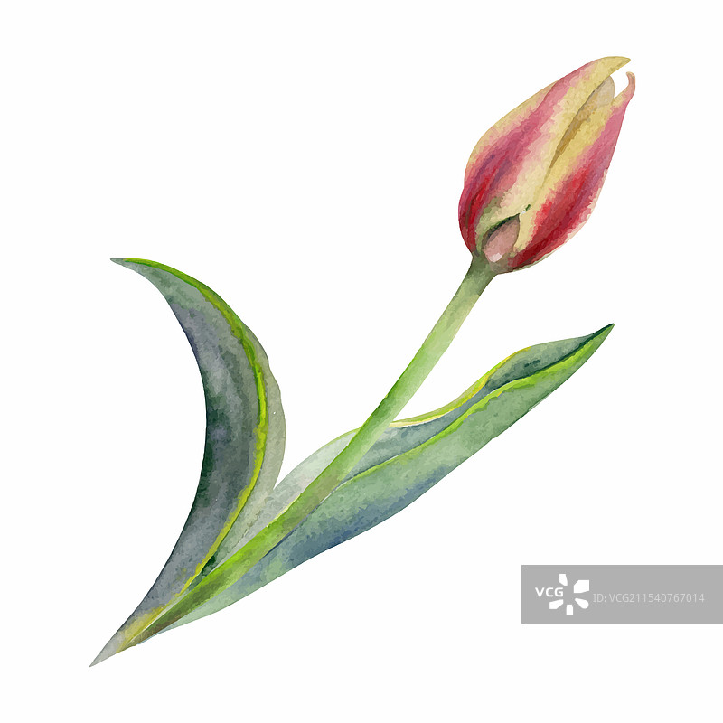 春季球茎花，黄色和红色的郁金香花蕾图片素材