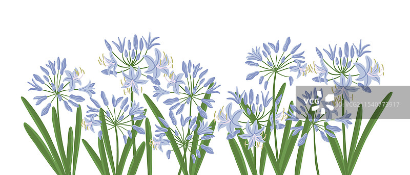 绘制花园中的蓝花葱图片素材