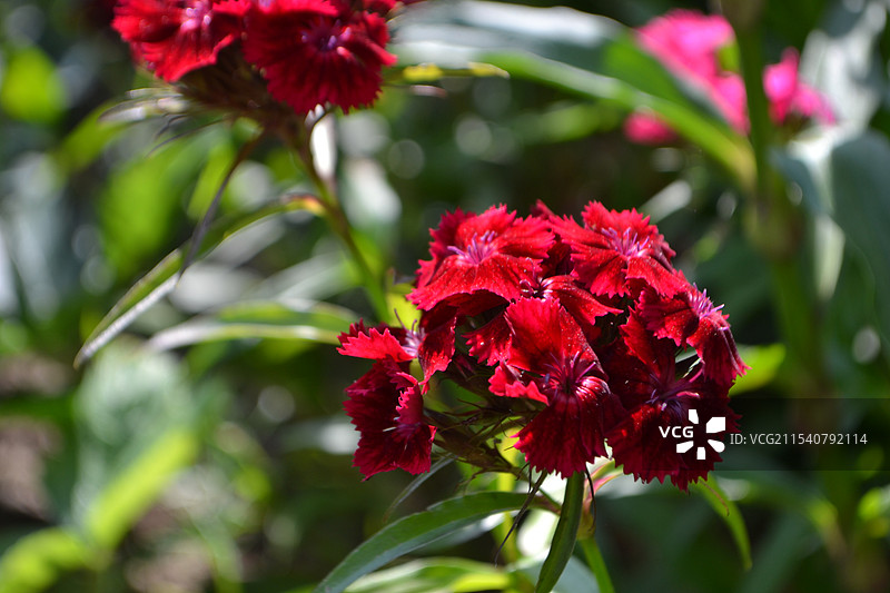 康乃馨图片素材