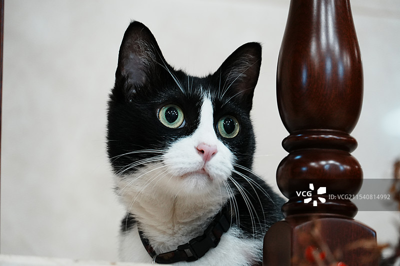 猫狗双全图片素材