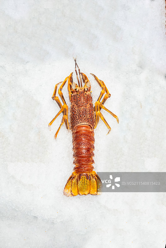 冰冻的虾，海鲜图片素材