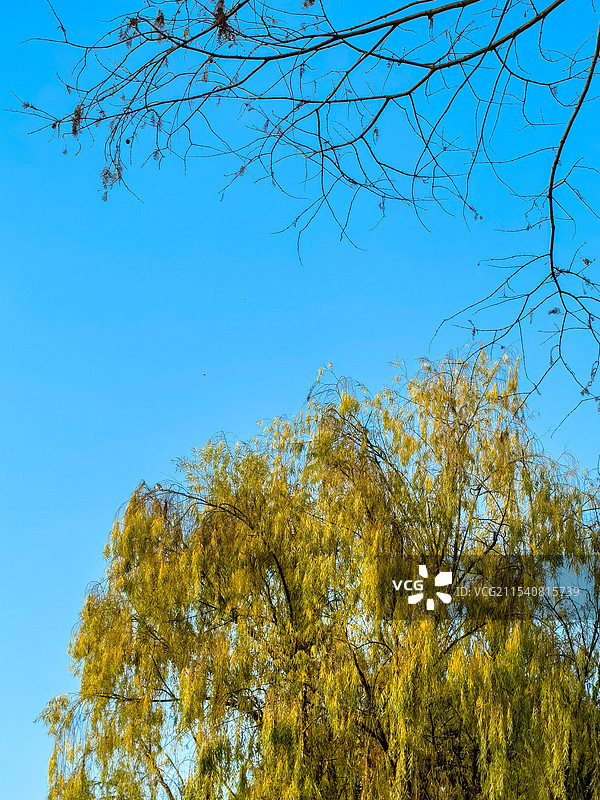 IMG_20250104_170310 (1)冬日的柳树图片素材