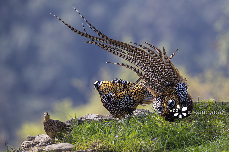 鸟栖息在岩石上的特写镜头图片素材