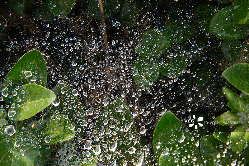 蜘蛛网上的小露珠图片素材