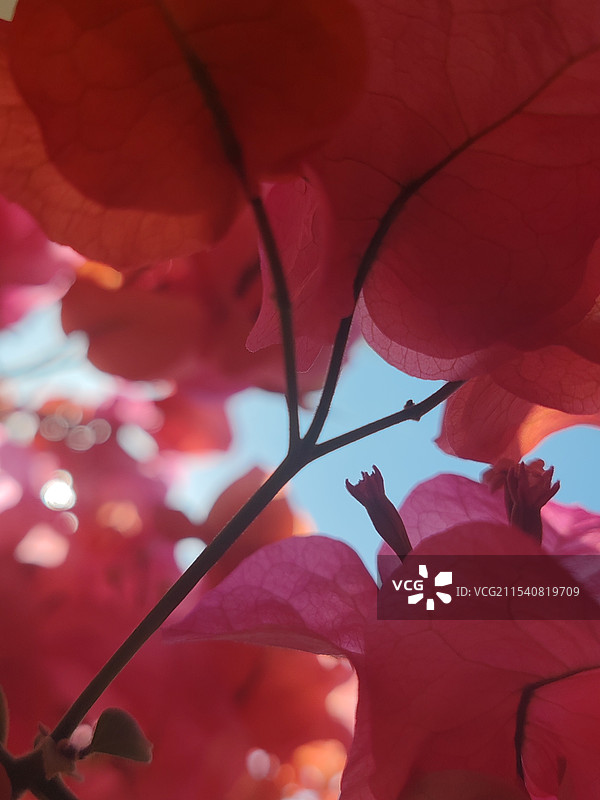 三角梅图片素材