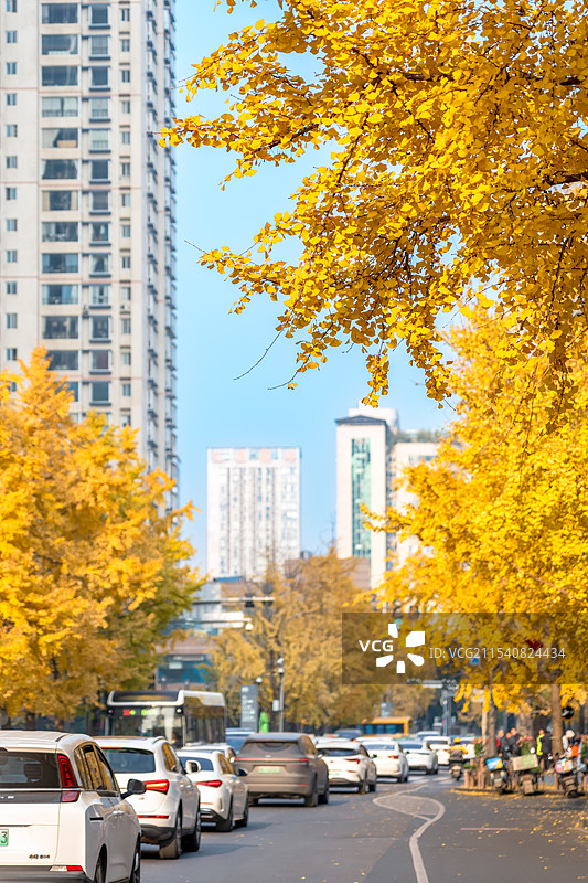 初冬暖阳下的银杏树图片素材