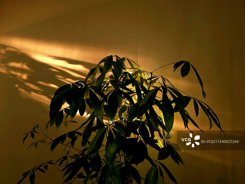 “发财树”光影：过道上的发财树玻阳台玻璃反射，它光影迷人象征来年发财。图片素材
