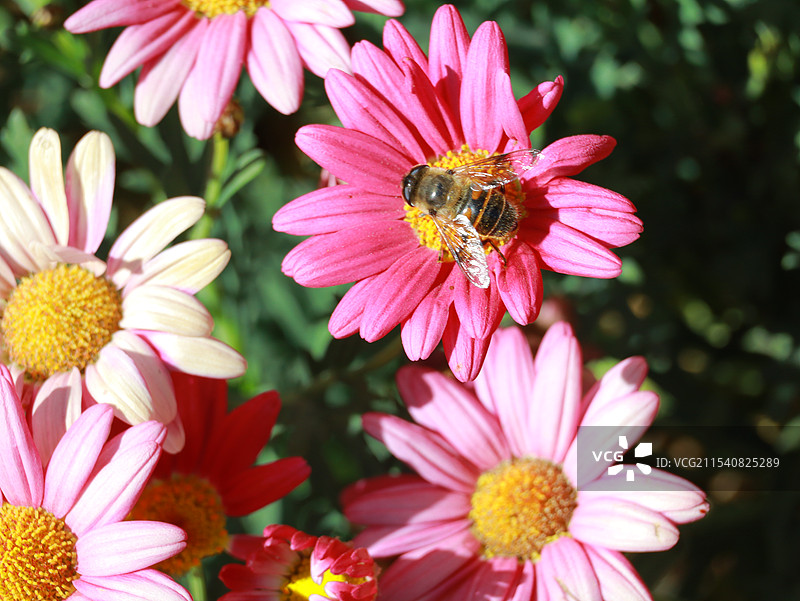 蜜蜂采采蜜图片素材