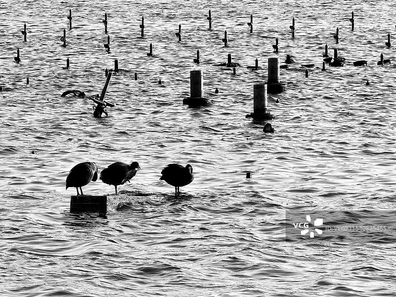 大明湖水鸟图片素材