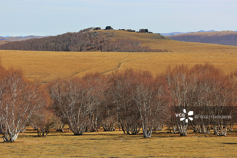 秋季克什克腾草原上的白桦林图片素材