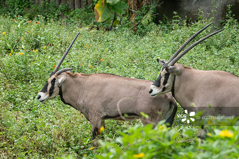 东非剑羚，台北动物园图片素材