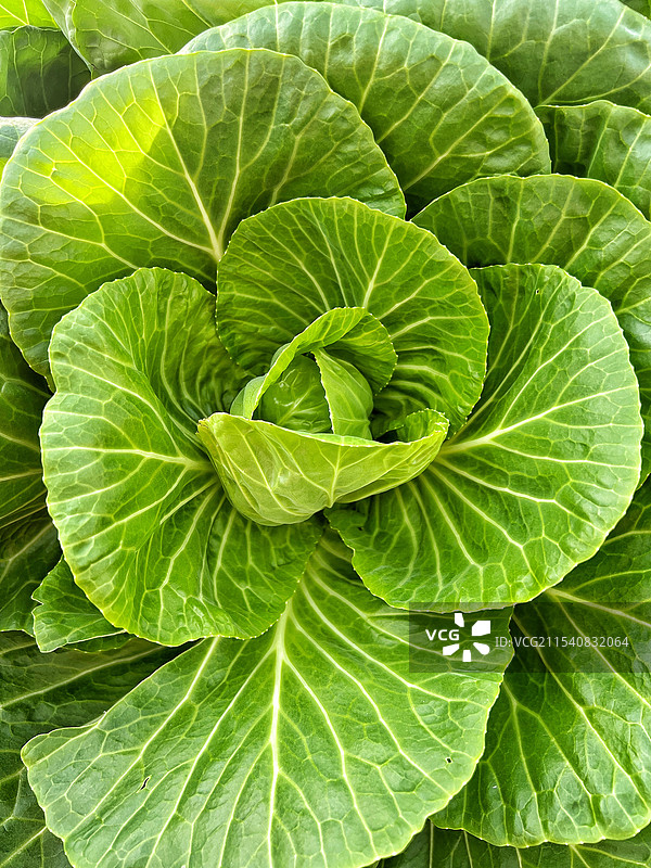 卷心菜图片素材