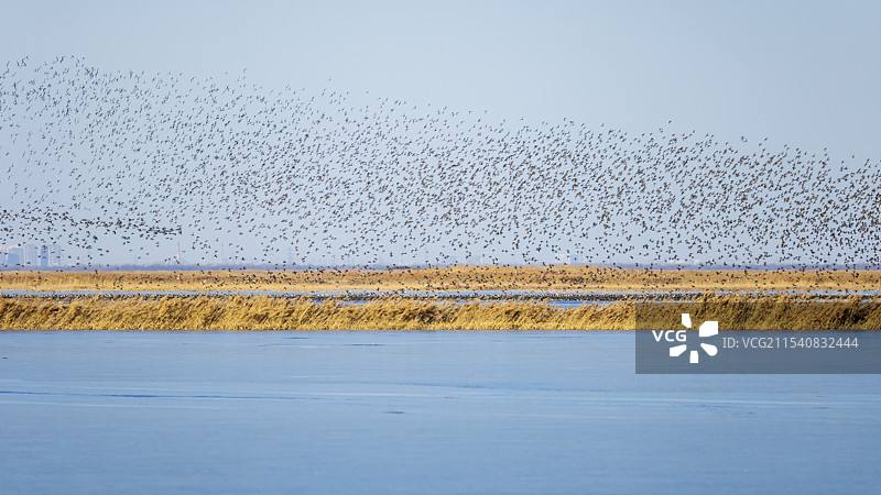天津小寒时节大港水库万鸟齐飞壮观鸟浪图片素材