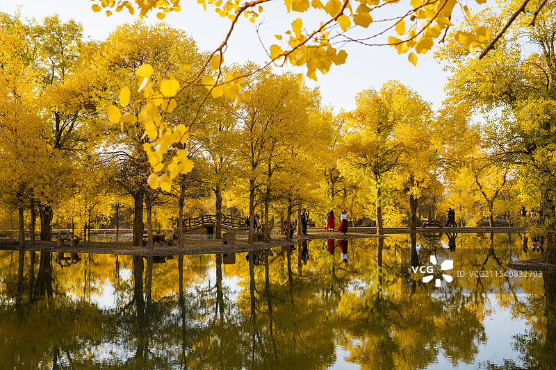 金塔胡杨林图片素材