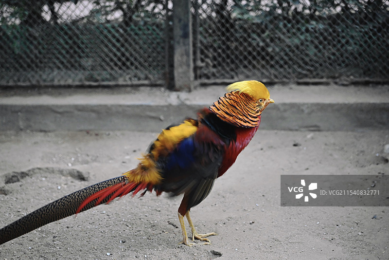 广州动物园红腹锦鸡抖机灵图片素材