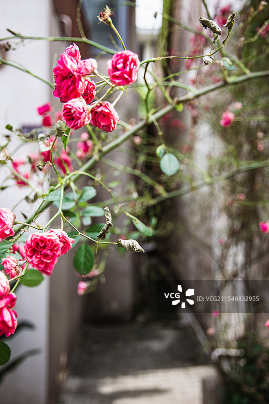 长沙潮宗街图片素材