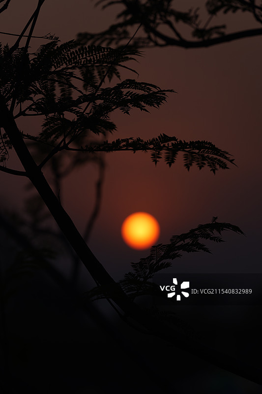 日落时树木轮廓的特写镜头图片素材