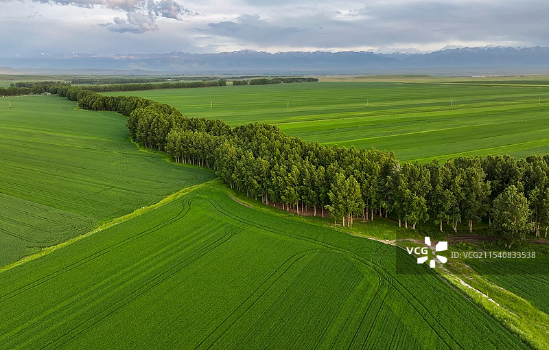 新疆伊宁 绿色田野与防风林图片素材