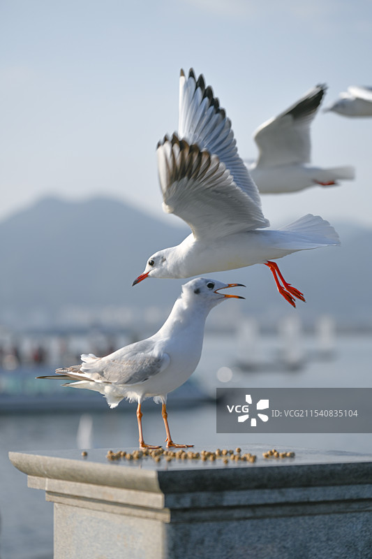 西伯利亚红嘴鸥图片素材