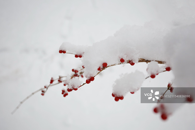 冬天的红果图片素材