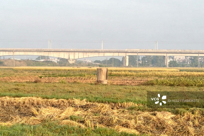 丰收的稻谷图片素材