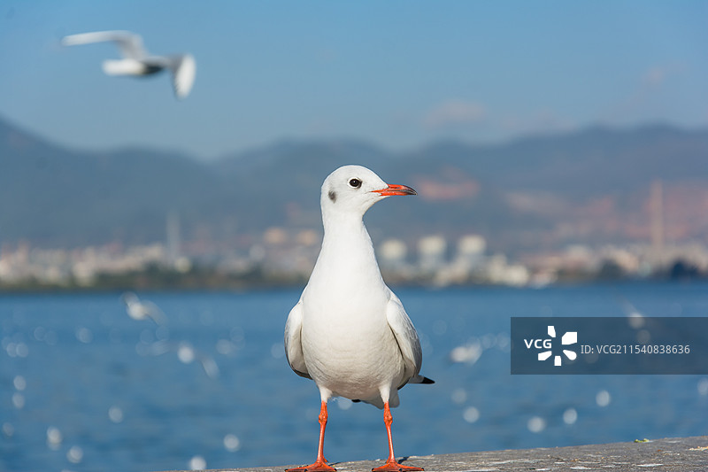 红嘴鸥-海埂大坝图片素材