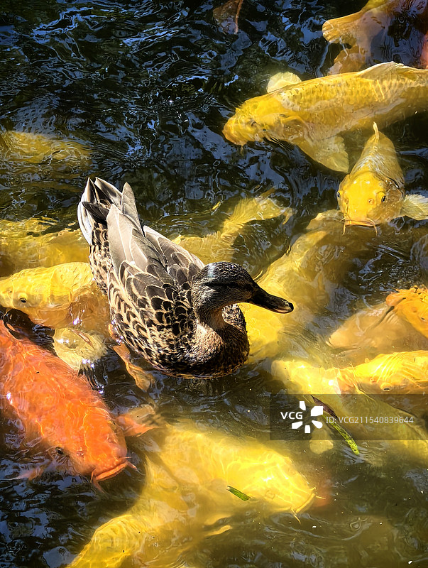 金鱼和鸭子无忧无虑游玩图片素材