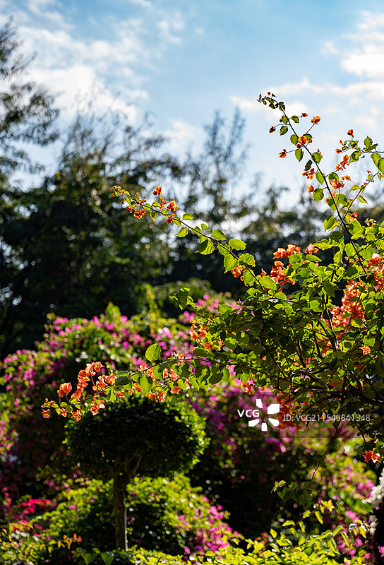 西双版纳曼听公园叶子花园图片素材