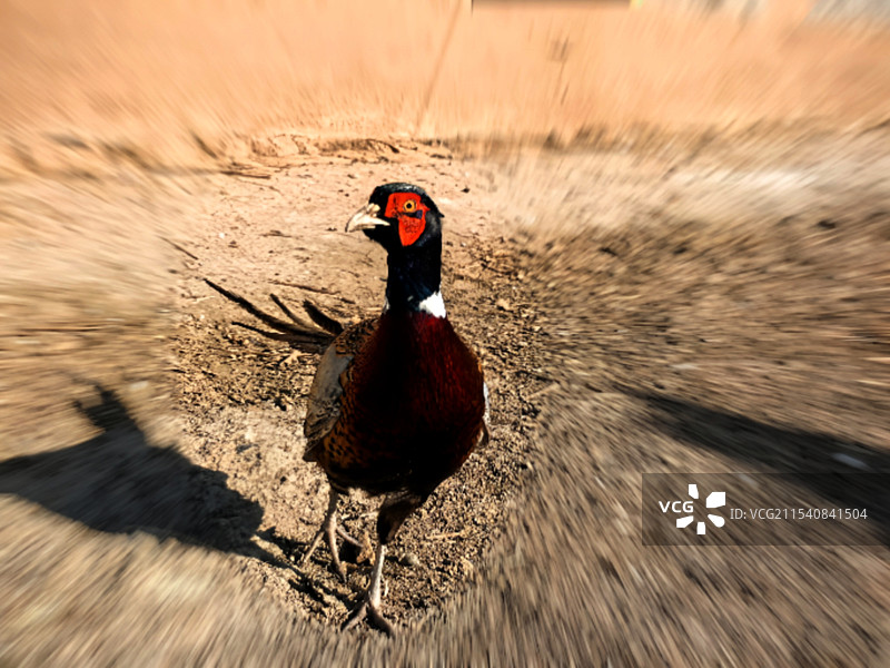 第三代饲养鸡（5）图片素材