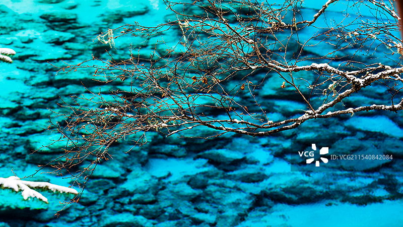 九寨沟五彩池冬季冰冻植物特写图片素材