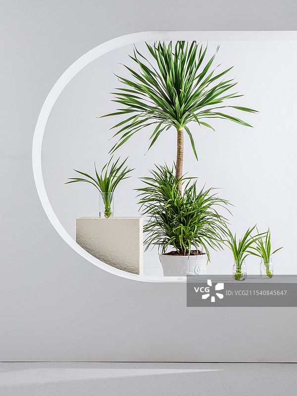 龙血树图片素材